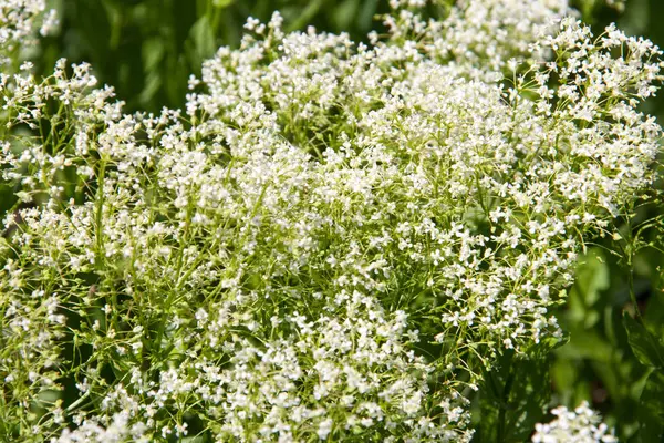 Bianco fiore selvatico in campo da vicino — Foto Stock