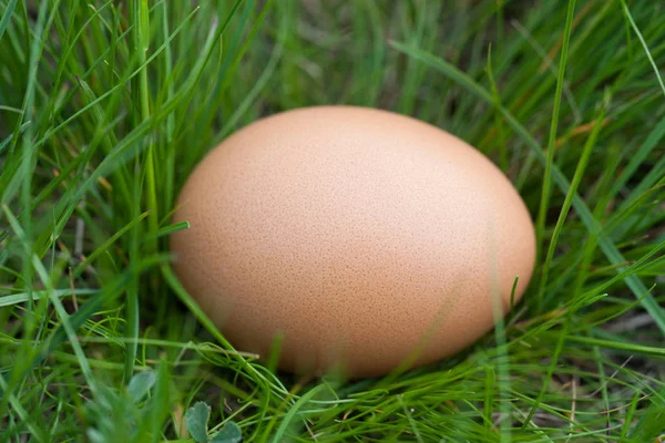 Un œuf de poulet couché dans une herbe verte — Photo