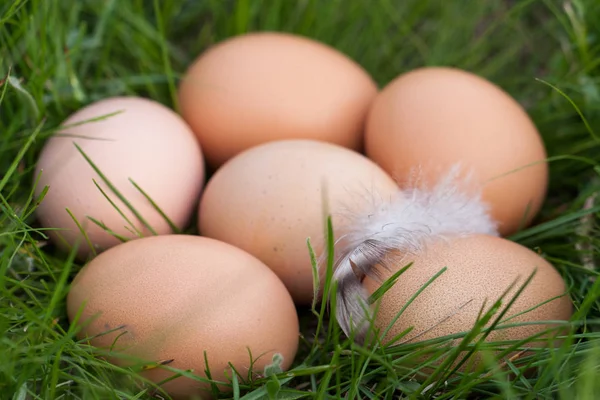 Huevos de pollo que yacen en un nido de hierba verde —  Fotos de Stock