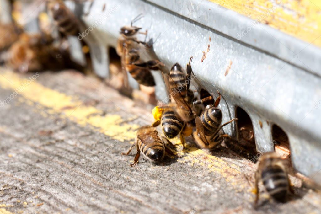 The bees at front hive entrance close-up