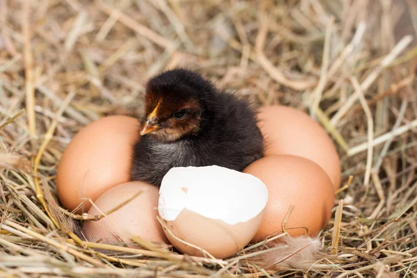 Baby kuřátko s nefunkční skořápku a vejce v slaměném hnízdě — Stock fotografie