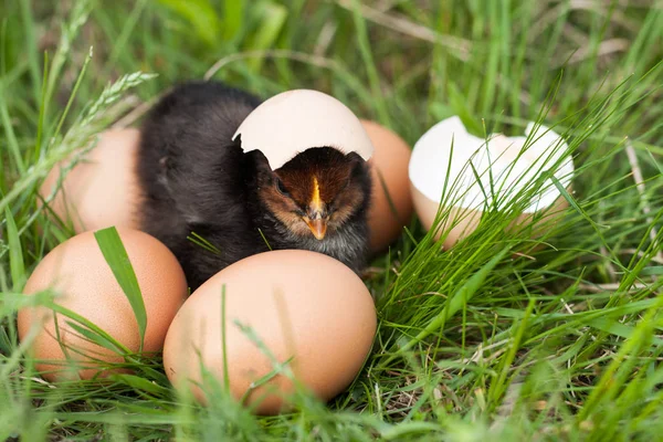 Galinha bebê com casca de ovo quebrada e ovos na grama verde — Fotografia de Stock
