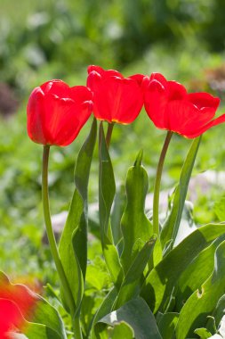 Üç kırmızı lale parkta büyümek