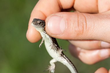 herpetologist el holding Juvenil balkan duvar kertenkele. Podarcis tauricus