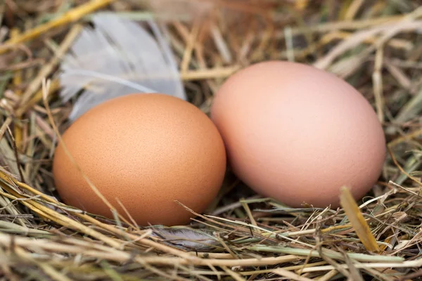 Два куриных яйца лежат в соломенном гнезде — стоковое фото