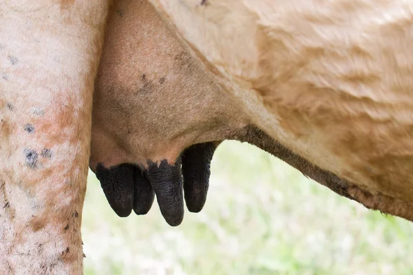 Primo piano della mammella di mucca in allattamento. Foto orizzontale — Foto Stock