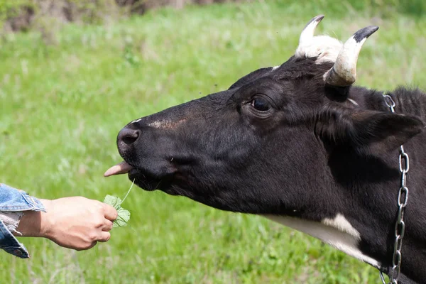 Vaca preta e branca pastam em um prado na aldeia — Fotografia de Stock