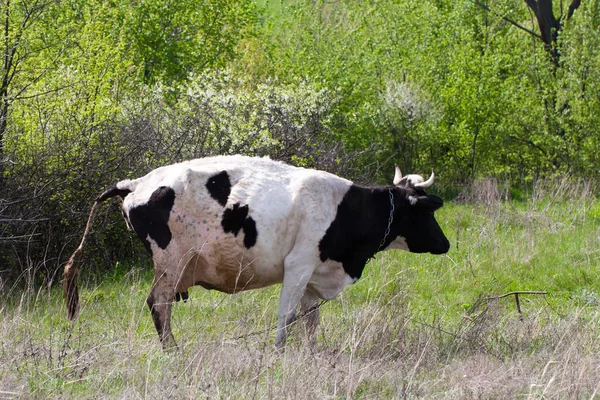 白と黒の牛は牧草地で放尿します。 — ストック写真