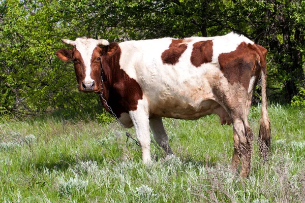 Köyün bir çayır üzerinde kahverengi ve beyaz inek grazes — Stok fotoğraf