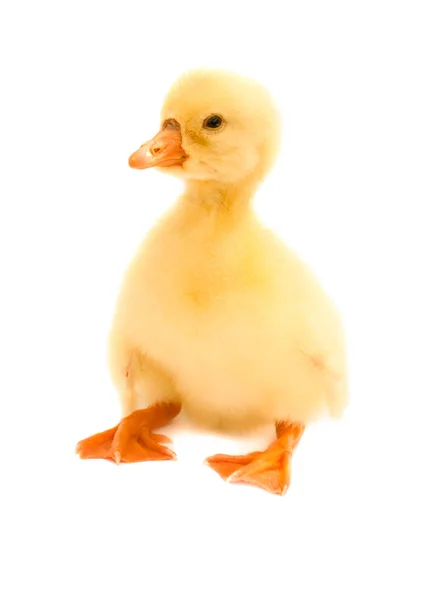 Un petit gosling isolé sur fond blanc — Photo