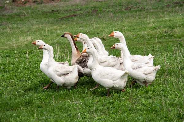 Troupeau d'oies broutant sur l'herbe dans le champ de printemps — Photo