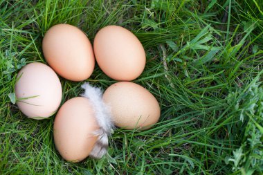 kopya alanı metniniz için yeşil çim bir yuva içinde yatan tavuk yumurtası. Üstten Görünüm