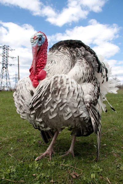 Pavo macho o gobbler primer plano sobre el fondo azul del cielo — Foto de Stock