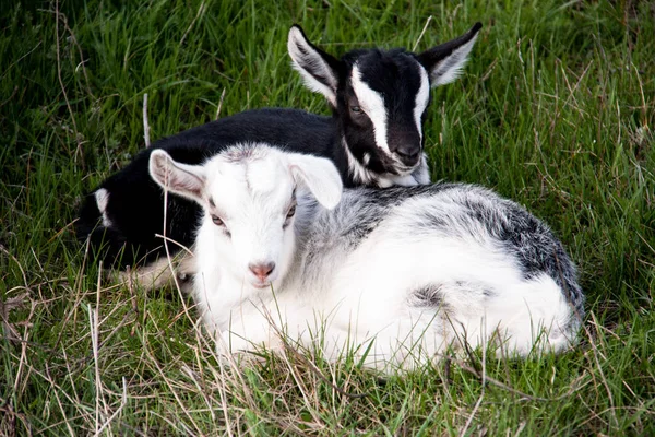Zwei kleine Ziegen liegen auf grünem Gras — Stockfoto