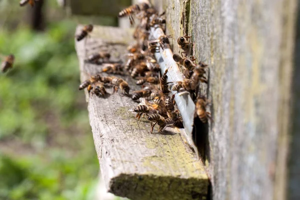 Les abeilles à l'entrée de la ruche close-up — Photo