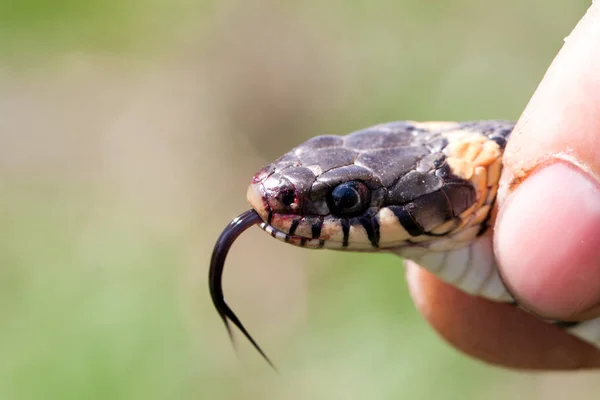 Cobra de relva nas mãos humanas. Natrix natrix — Fotografia de Stock