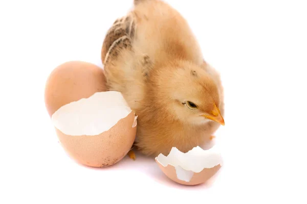 Cute little chicken with broken egg isolated on white background — Stock Photo, Image