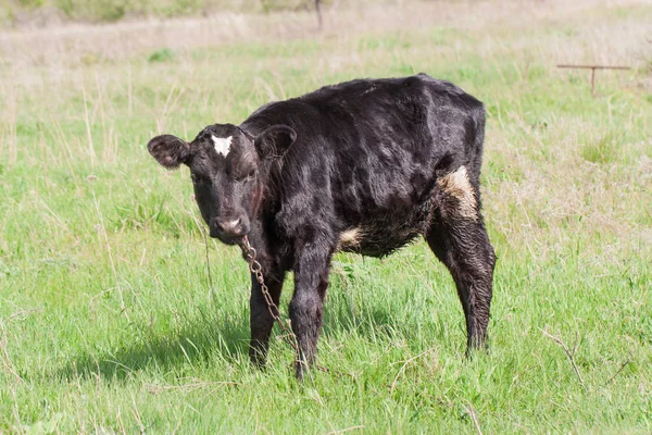 Jonge zwarte stier grazen op gras in het dorp — Stockfoto