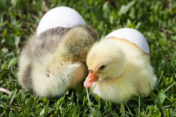 Dvě malé domácí gosling s rozbité vajíčko v zelené trávě — Stock fotografie