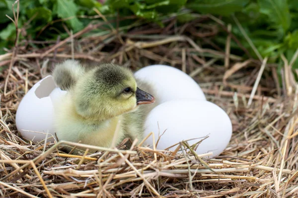 Ładny mały gosling krajowych z łamanego skorupce i jajka w gnieździe — Zdjęcie stockowe