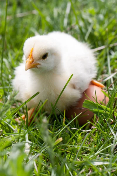 Galinha bebê com ovo na grama verde — Fotografia de Stock