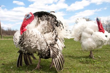 Türkiye erkek veya işkembe Köyü