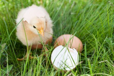 Bebek tavuk kırık yumurta kabuğu ve yumurta yeşil çim ile