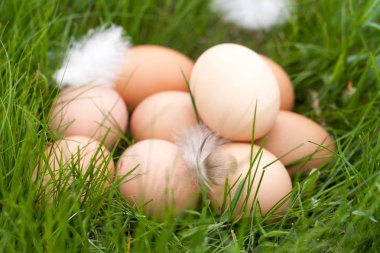 tavuk yumurtası yeşil çim bir yuvada yalan