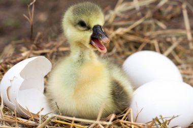 Kırık yumurta kabuğu ve saman Nest yumurta ile şirin küçük yerli kaz yavrusu