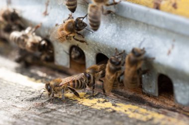 Giriş yakın çekim ön arı kovanı