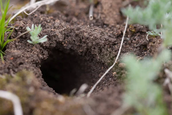 Állati ás vagy a hazai underground a domboldalon — Stock Fotó