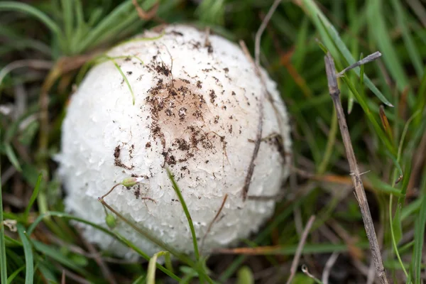 Один гриб на траве в лесу — стоковое фото