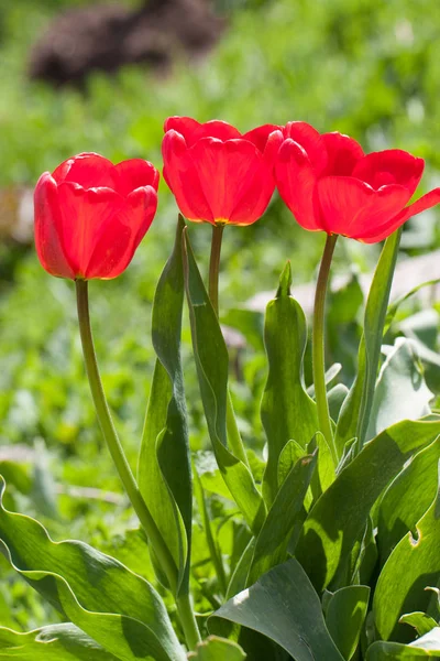 Três tulipas vermelhas crescem no parque — Fotografia de Stock