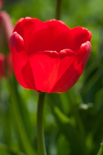 Один червоний тюльпан росте в парку — стокове фото