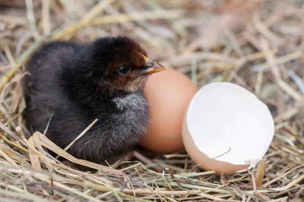 Baby kuřátko s nefunkční skořápka v slaměném hnízdě — Stock fotografie