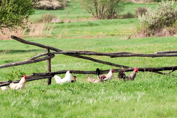 Galo e galinhas pastam na grama verde — Fotografia de Stock