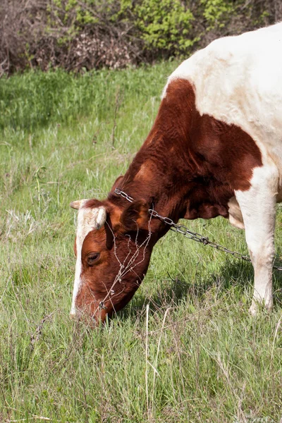 Brązowy i biały krowa pasie się na łące w zbliżeniu wieś — Zdjęcie stockowe