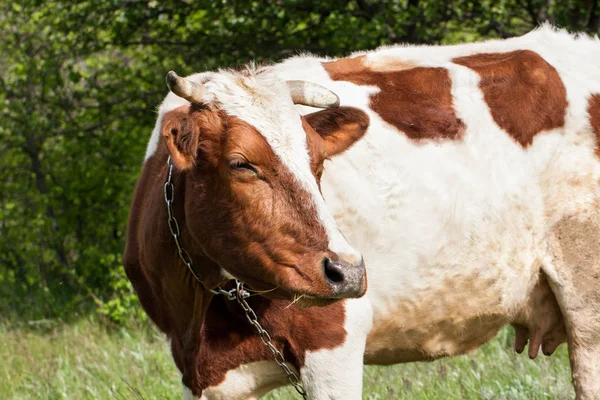 村の牧草地に茶色と白の牛をかすめる — ストック写真