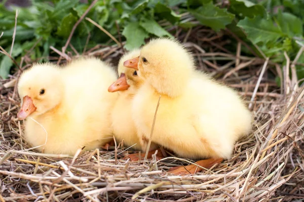 Drie kleine binnenlandse gosling in stro nest — Stockfoto