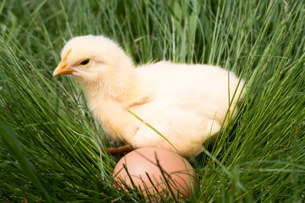 Κοτόπουλο μωρό με αυγό στο καταπράσινο γρασίδι — Φωτογραφία Αρχείου