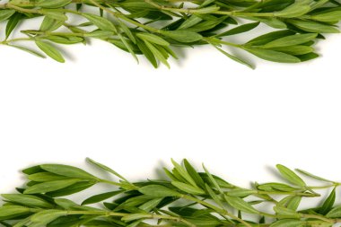 Beyaz arka plan üzerinde izole kekik taze ot çerçevesinden