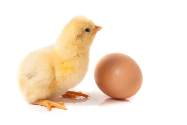 Mignon petit poulet avec oeuf isolé sur fond blanc — Photo