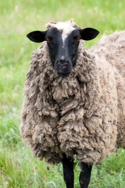 bir koyun yeşil çimenlerin üzerinde otlatmak. Yakın çekim