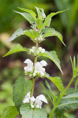 Isırgan bush ile beyaz çiçek çiçeklenme