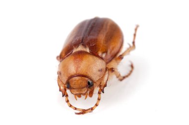 Mayıs böceği veya Cockchafer veya beyaz arka plan üzerinde izole baktım