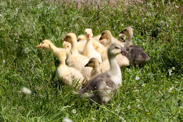 Una bandada de pequeños gansos pastando en hierba verde — Foto de Stock