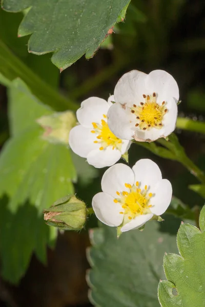 Nahaufnahme Makro-Erdbeerblüte an sonnigen Sommertagen — Stockfoto