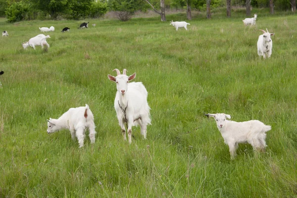 山羊与孩子在绿色的草地上放牧 — 图库照片