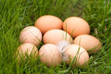 tavuk yumurtası yeşil çim bir yuvada yalan