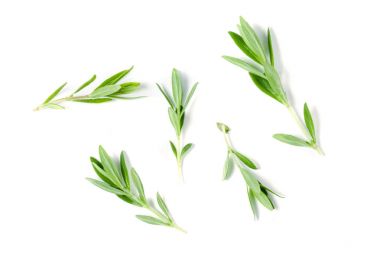 Beyaz bir arka plan üzerinde izole taze kekik fışkın